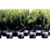 Etiket Avery L4774-20 99.1x139mm polyester wit 80 etiketten