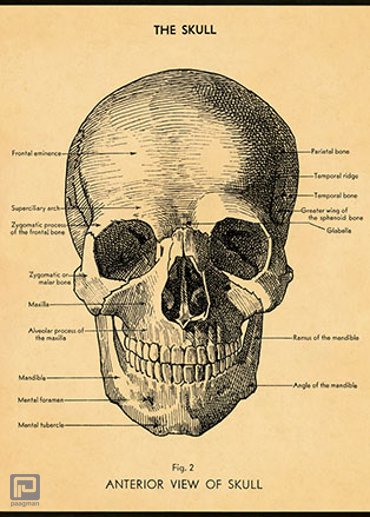 Cavallini & Co halloween poster vintage - The Skull